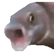 OOOO